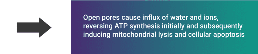 Open pores cause influx of water and ions, reversing ATP synthesis initially and subsequently inducing mitochondrial lysis and cellular apoptosis.