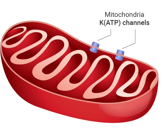 Mitochondria K(ATP) channels