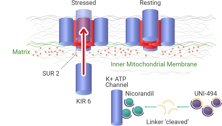 SUR 2, KIR 6, K+ ATP Channel. Nicorandil/UNI-494 linker cleaved.