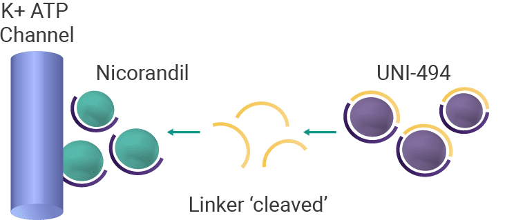 K+ ATP Channel, Nicorandil/UNI-494 linker 'cleaved'