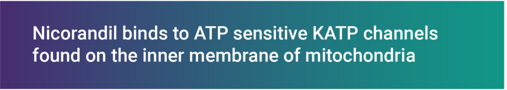 Nicorandil binds to ATP-sensitive KATP channels found on the inner membrane of mitochondria