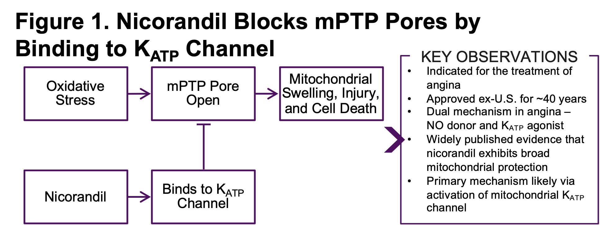 Figure 1. Nicorandil Blocks mPTP Pores by Binding to KATP Channel